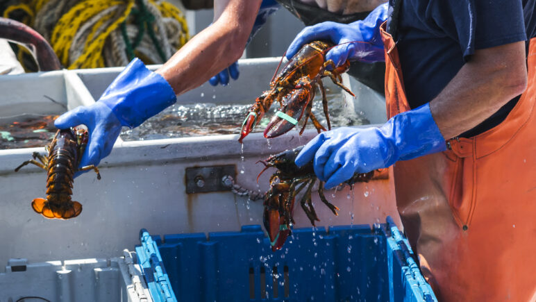 An image of lobsters being handled by fishermen