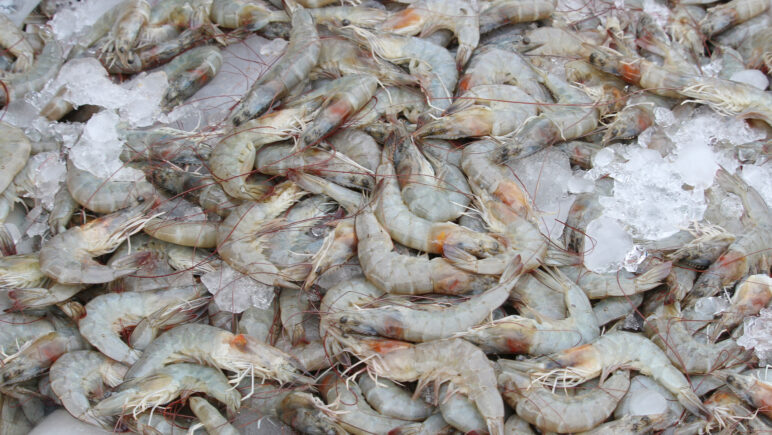 An image of live shrimp piled on top of one another