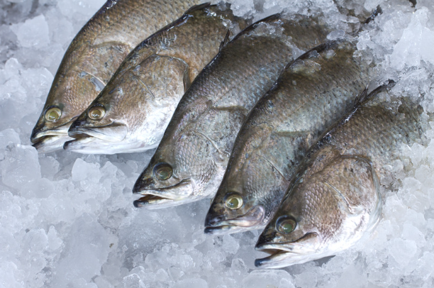 Five seabass lying on their side on a bed of ice.