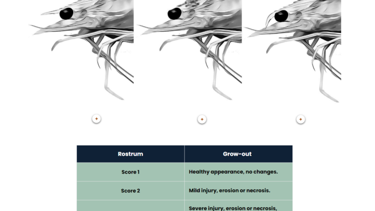 Image of screenshot of online shrimp welfare training course by FAI.