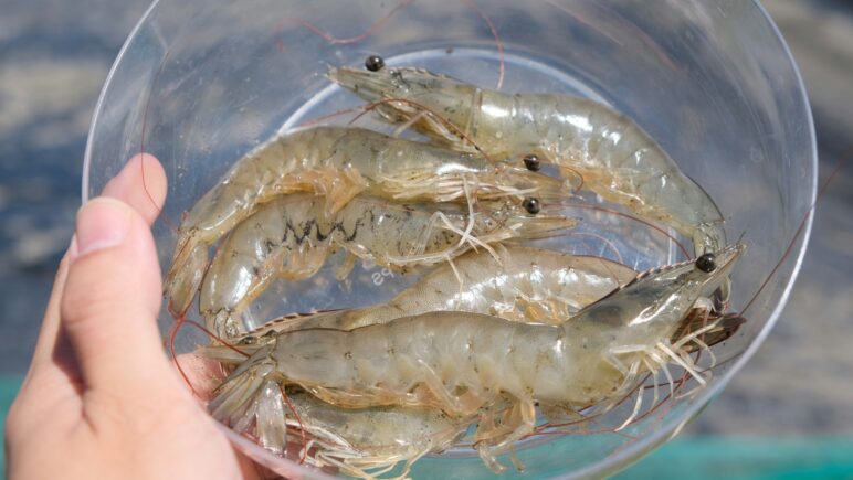 Whiteleg vannamei shrimp in a clear bowl held by a human hand